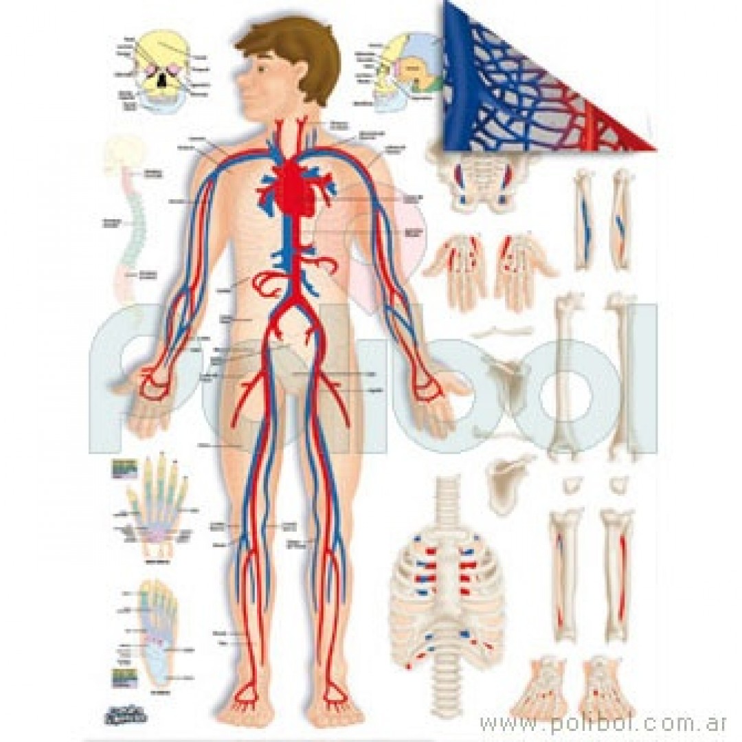 cartulina-entretenida-esqueleto-y-sistema-circulatorio-